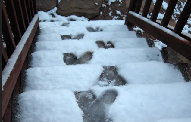 Temporal de nieve estaría en camino esta semana