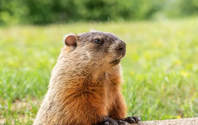 La marmota Phil predice seis semanas más de invierno en Estados Unidos