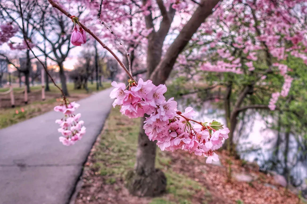 Boston florece: un evento para celebrar la llegada de la primavera