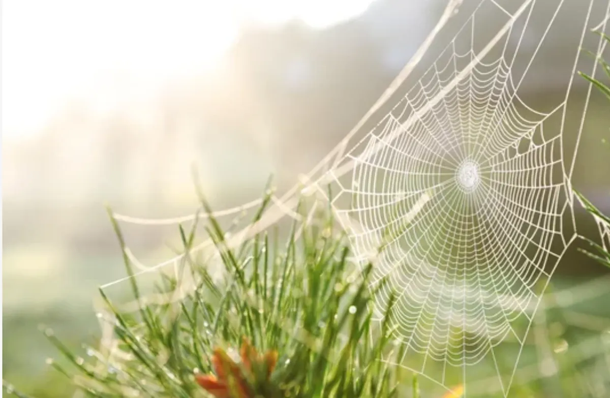 Enormes arañas podrían invadir Boston