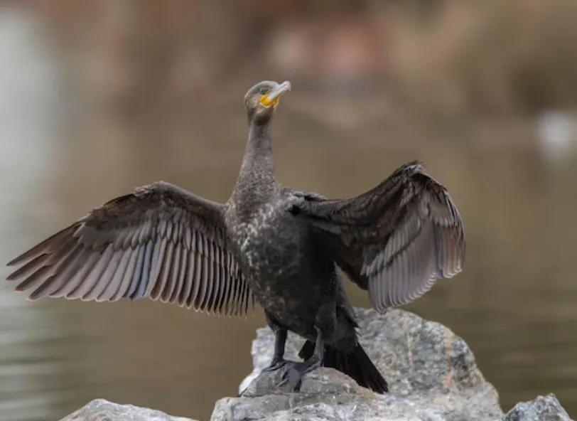 ¿Gripe aviar? Hallan cientos de aves muertas en playas de Martha’s Vineyard