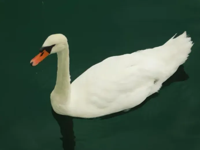 Sacrifican a dos cisnes del Charles River por síntomas de gripe aviar