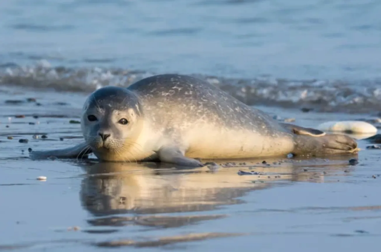 Gripe aviar mata a gran número de focas en Maine