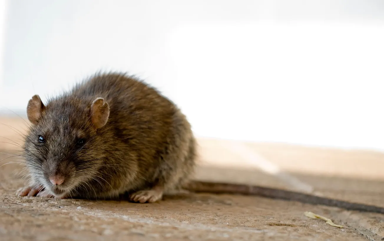 Ratas en Chelsea / Foto: Flickr