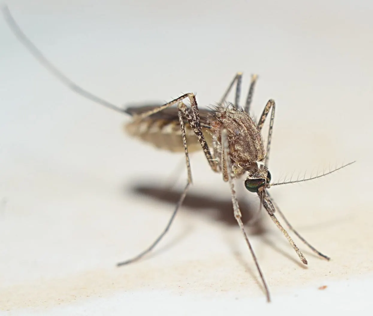 La BPHC recuerda a los residentes que tomen precauciones/Foto: Sujay P. Flickr