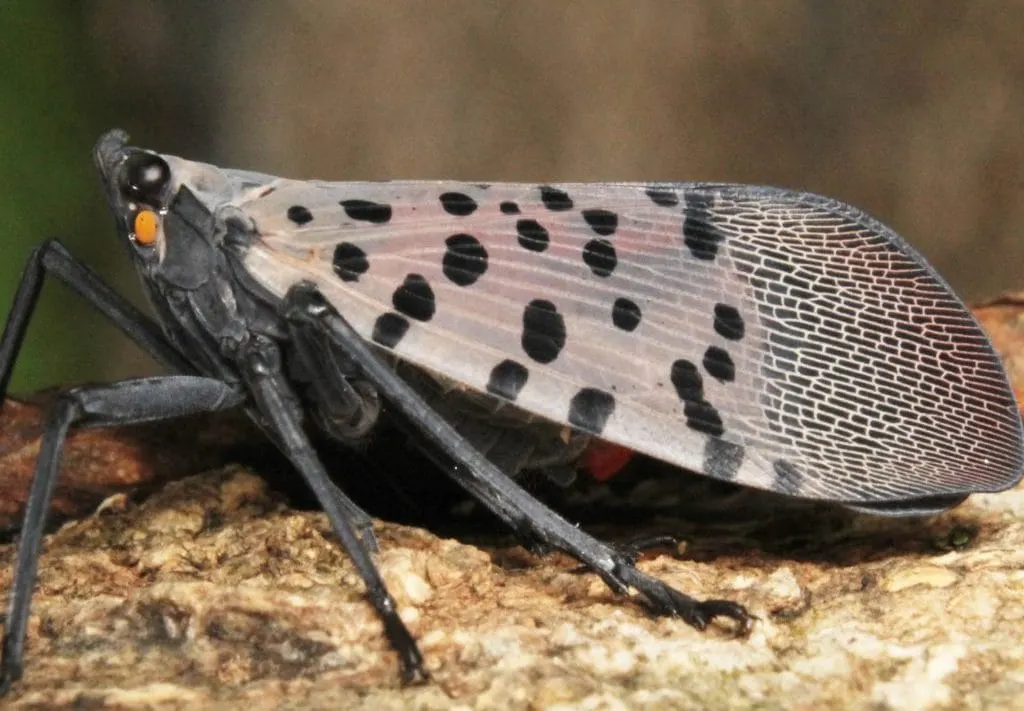 Mosca linterna con manchas (Lycorma delicatula) /imagen https://extensionentomology.tamu.edu/