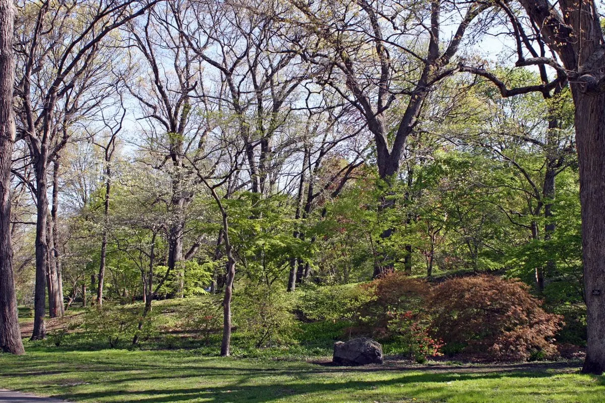 El Arnold Arboretum es uno de los paisajes de Olmsted mejor conservados / Imagen: arboretum.harvard.edu