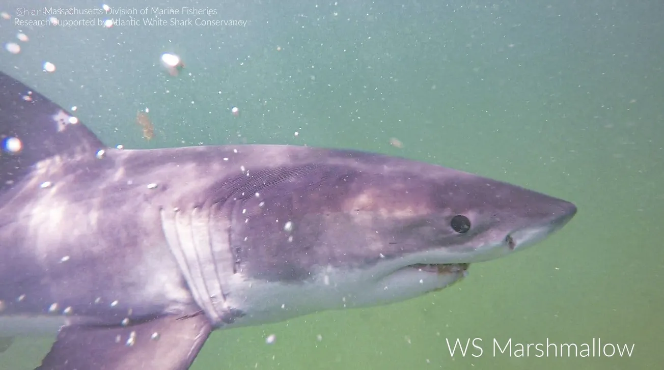 Alrededor de casi 600 tiburones han sido identificados en la región de Cape Cod. Foto: Atlantic White Shark Conservancy.