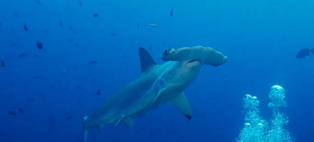 tiburón martillo las costas de Ladies Beach