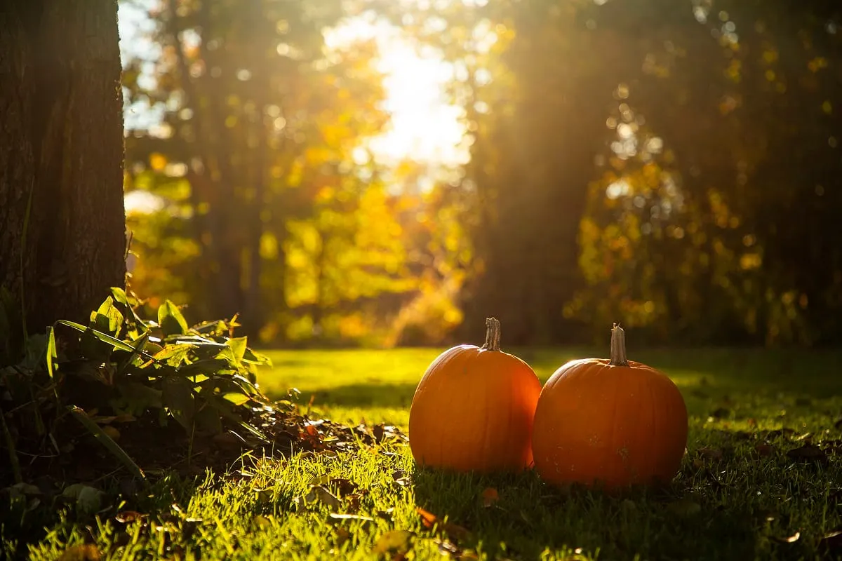 Disfruta algunas actividades de otoño en Boston