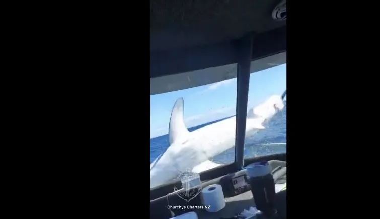 El animal volvió por sus propios medios a las aguas. Foto: Captura de video.