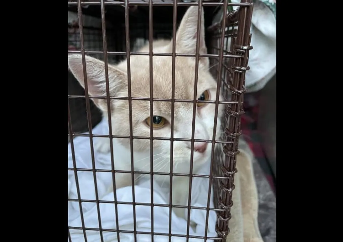 Registran un caso de rabia en un gato doméstico