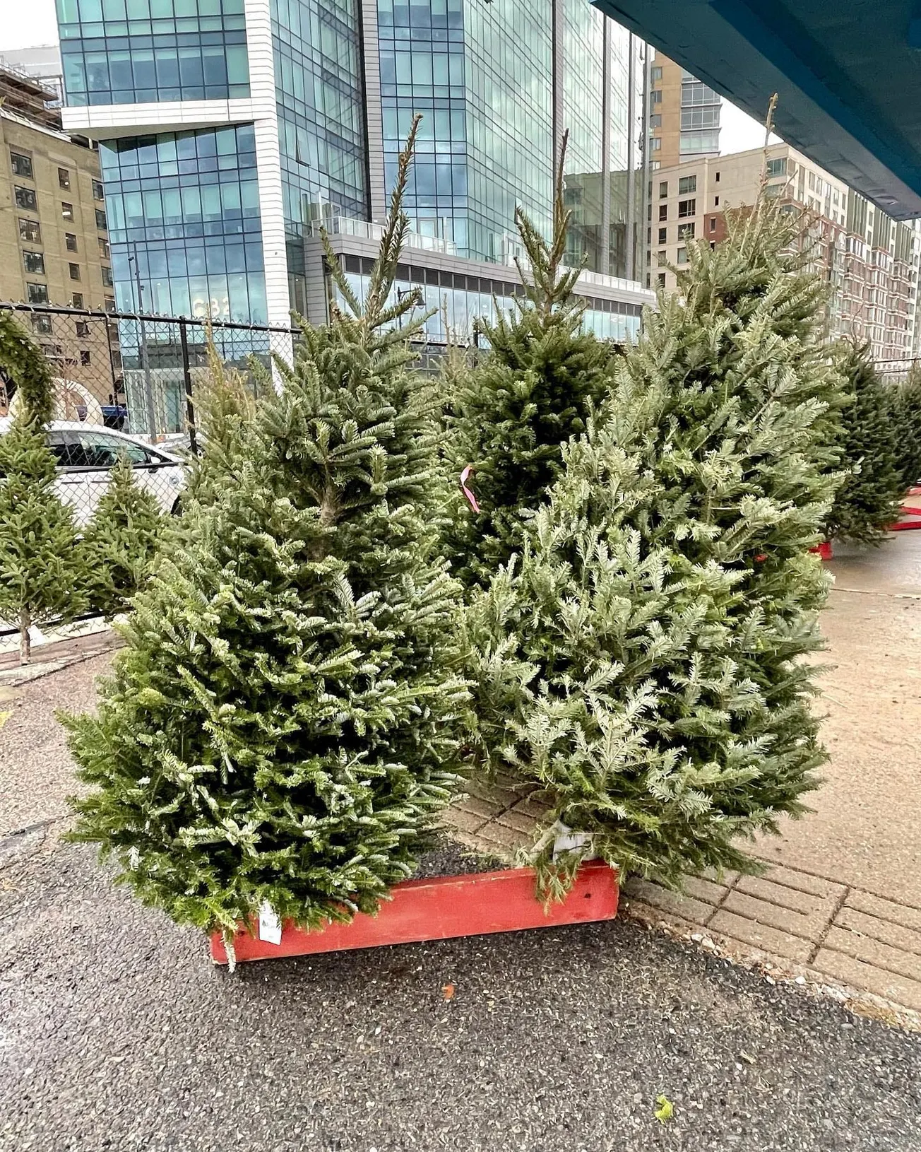 Esta navidad encuentra tu árbol en el Fenway