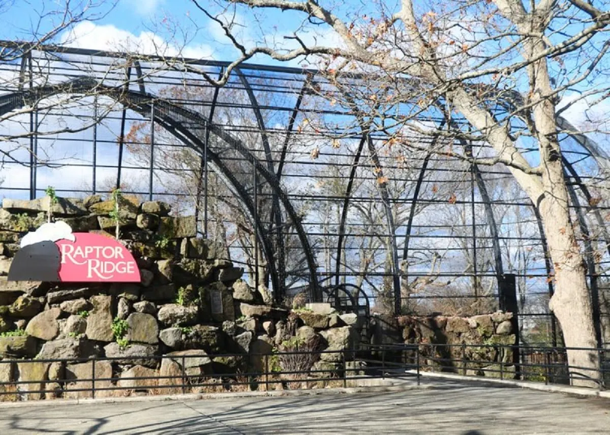 Franklin Park Zoo anuncia la apertura del Raptor Ridge