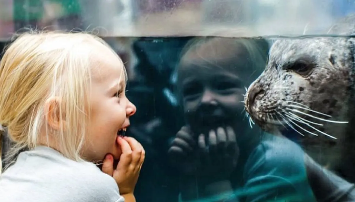Acuario de New England ofrece programas educativos a familias