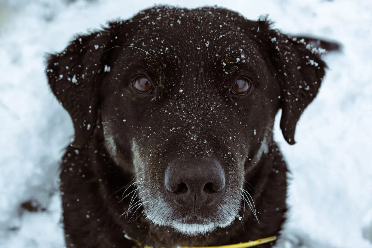 Consejos para cuidar de tu mascota durante el clima invernal