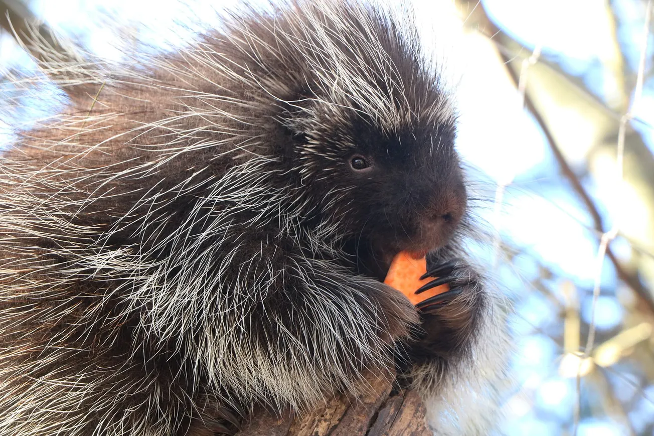 Los animalitos del Zoo New England también celebraron el San Valentín