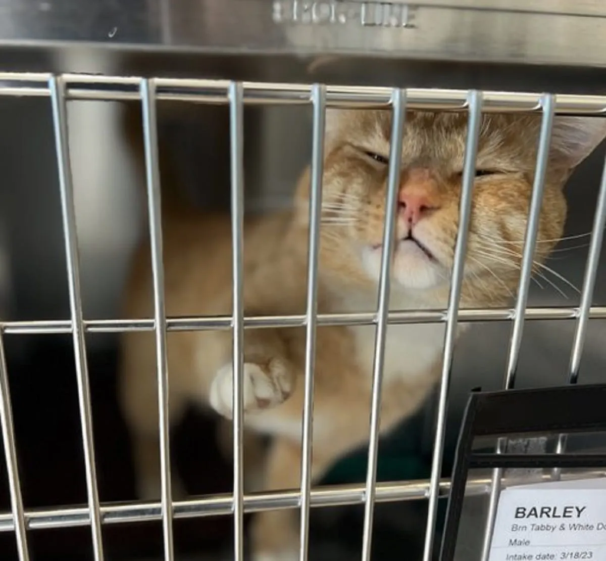 En Salem un refugio está recibiendo docenas gatitos provenientes de Texas