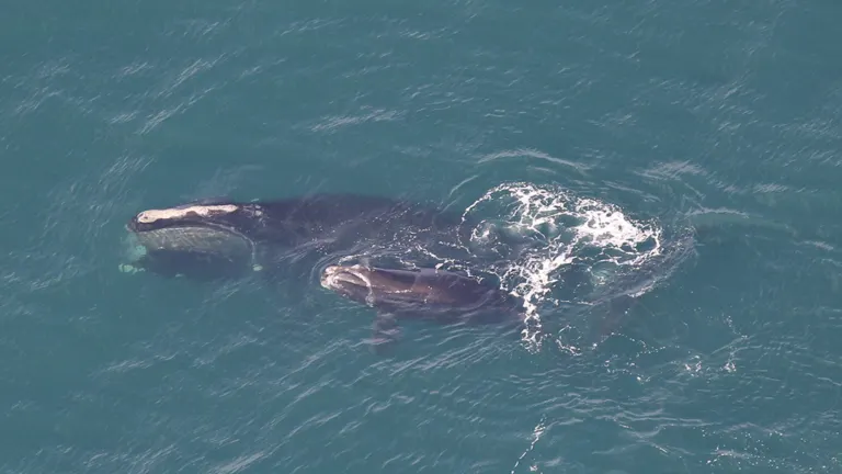 Las primeras ballenas francas del Atlántico Norte están llegando a la costa de Massachusetts