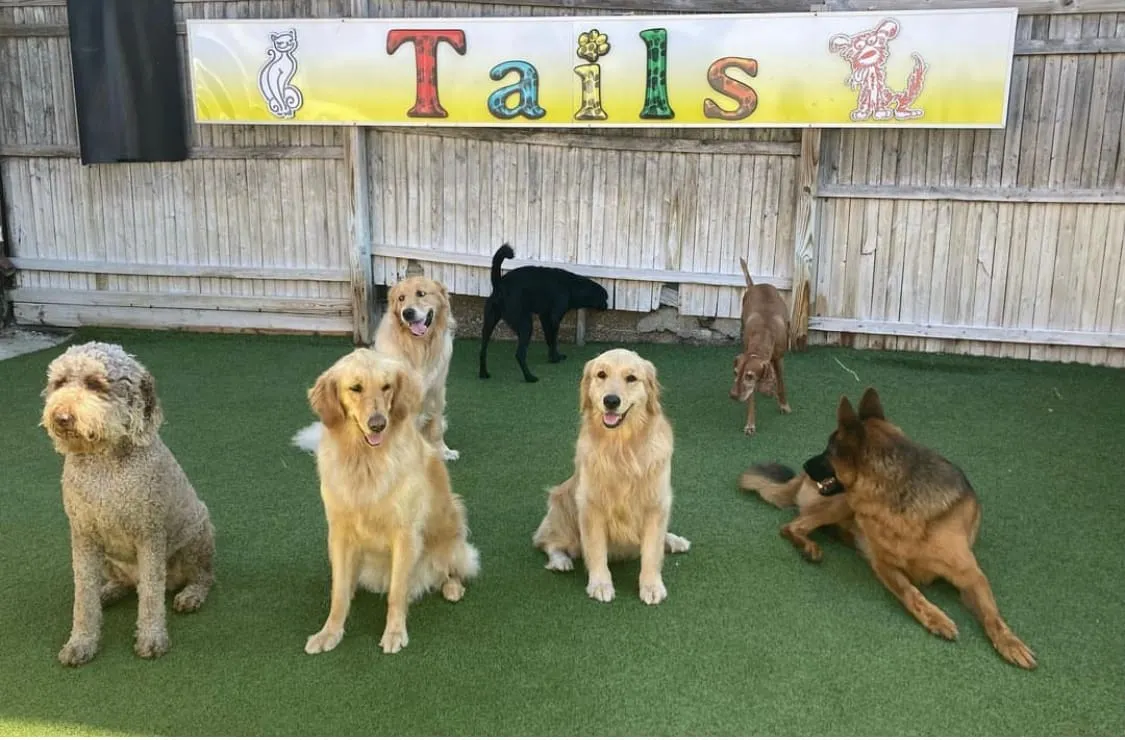 Foto. Tails es un daycare para mascots en Jamaica Plain