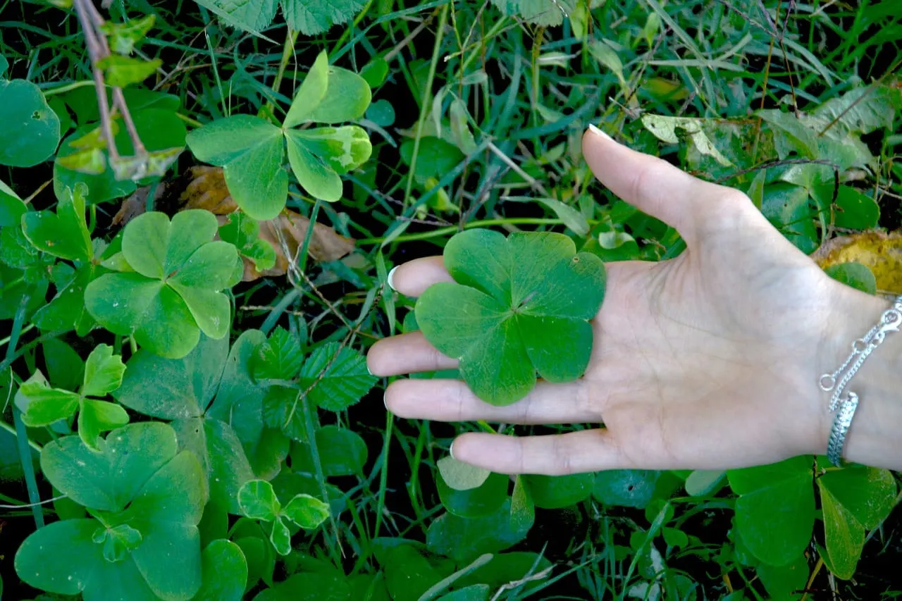 ¿Sabes el verdadero origen del St. Patrick’s Day? ¿Por qué un trébol? Entérate aquí