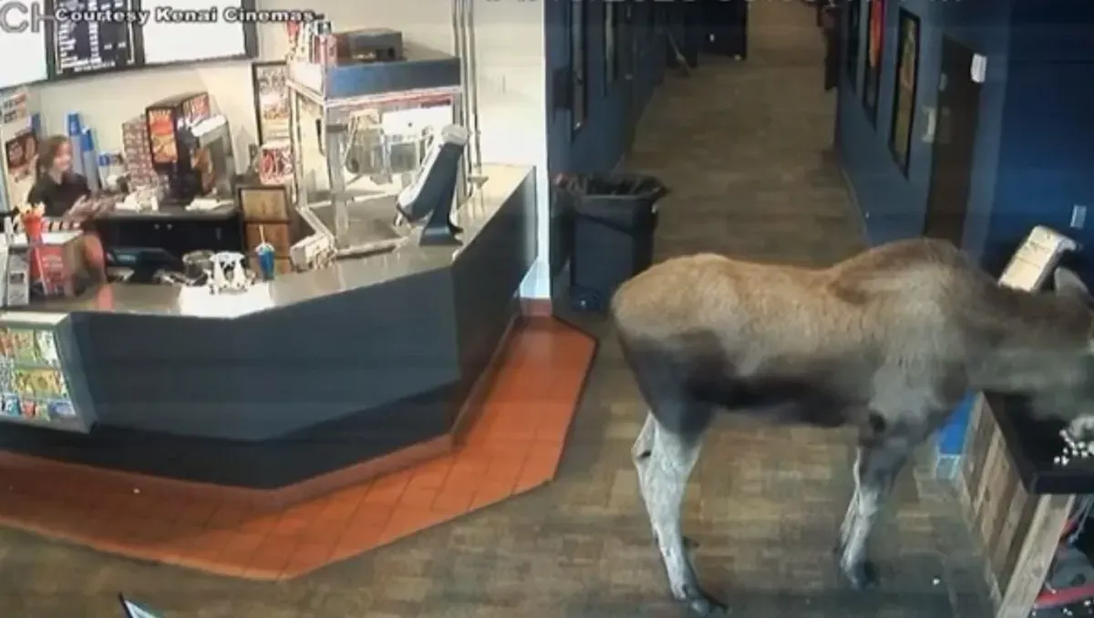 Trabajadora es sorprendida por un alce que entró a un cine y el video se viralizó