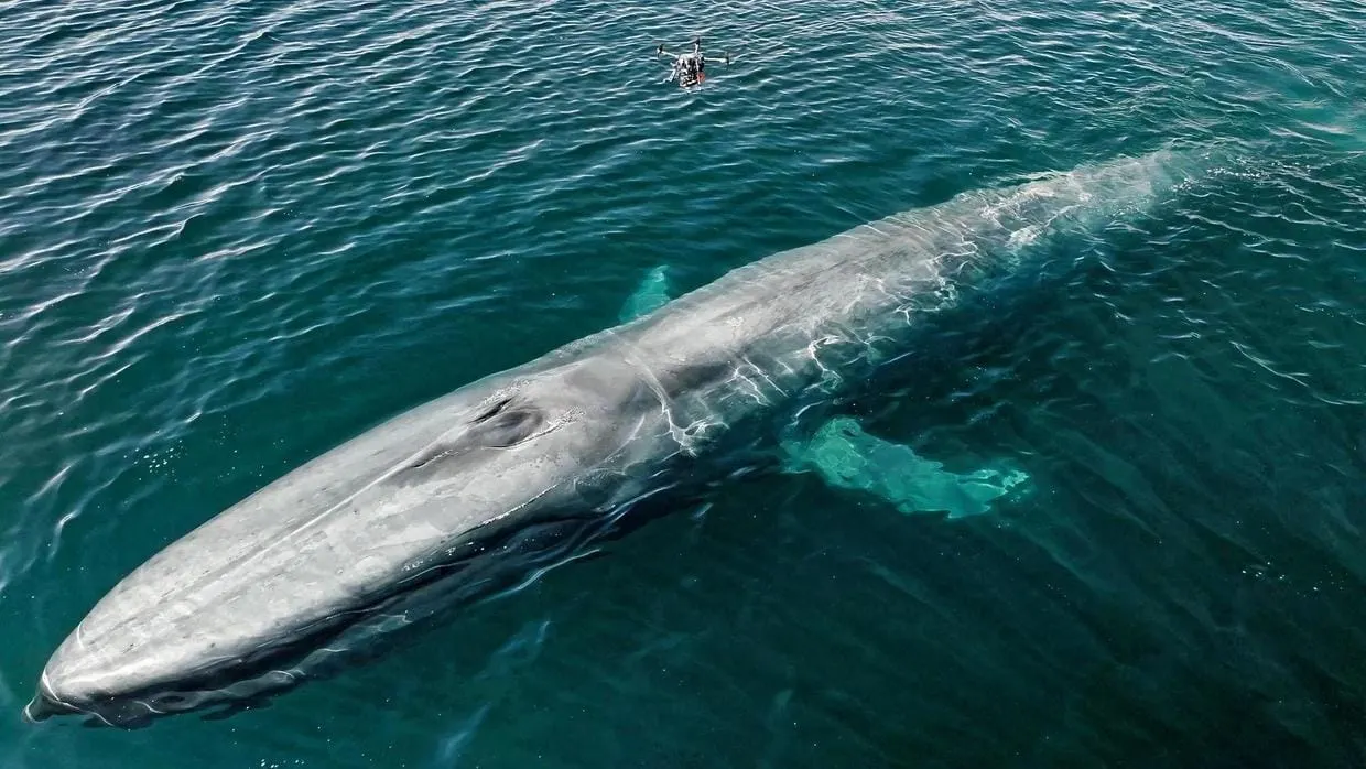 Foto. Ocean Alliance