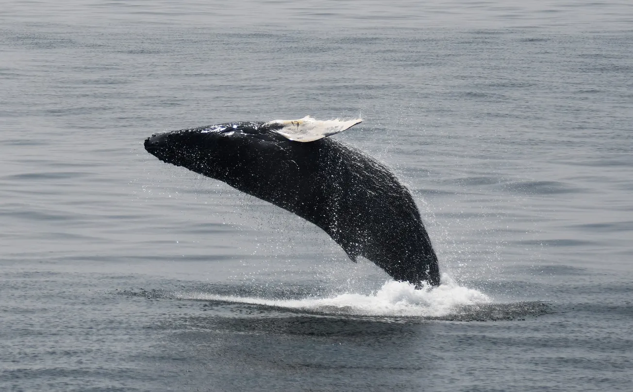 Toma el ferry y ve las ballenas en Boston. Foto. City Experiences.