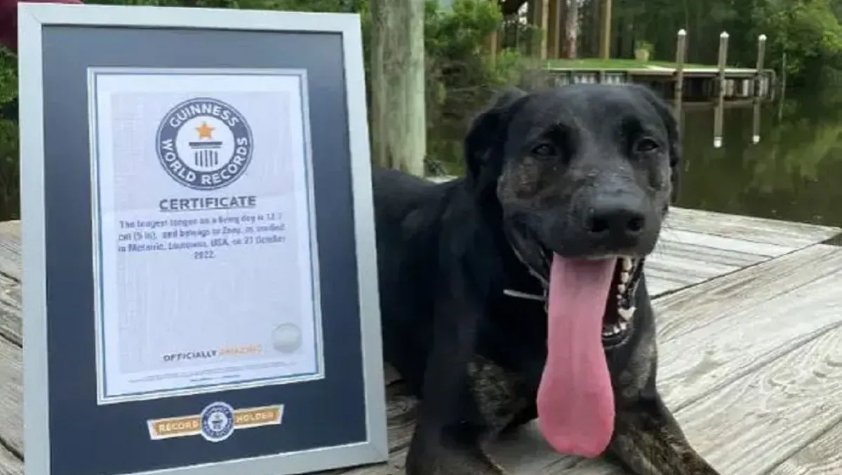 Zoey, la perrita con la lengua más larga del mundo según Record Guinness