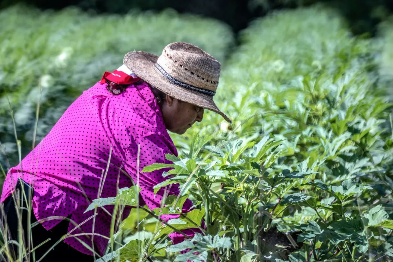 Un mexicana indocumentada Ofelia, de 53 años, miembro de la Asociación de Trabajadores Agrícolas de Florida, trabaja en una g