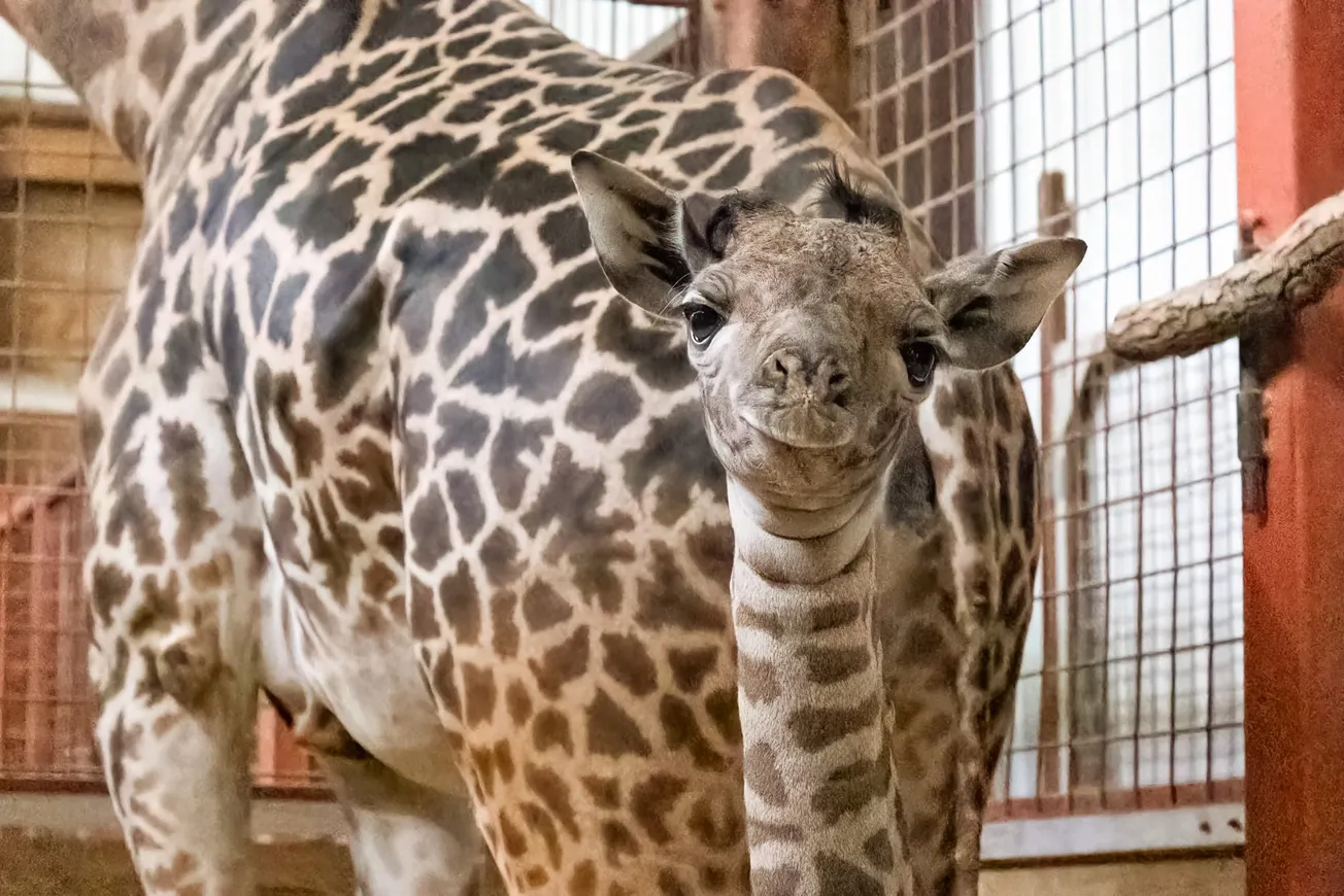 Nuevo bebe jirafa Masai en el Franklin Park Zoo. Foto cortesía: Zoo New England.