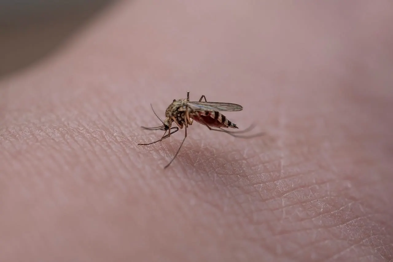Cómo aliviar las picaduras de mosquito y que debes evitar