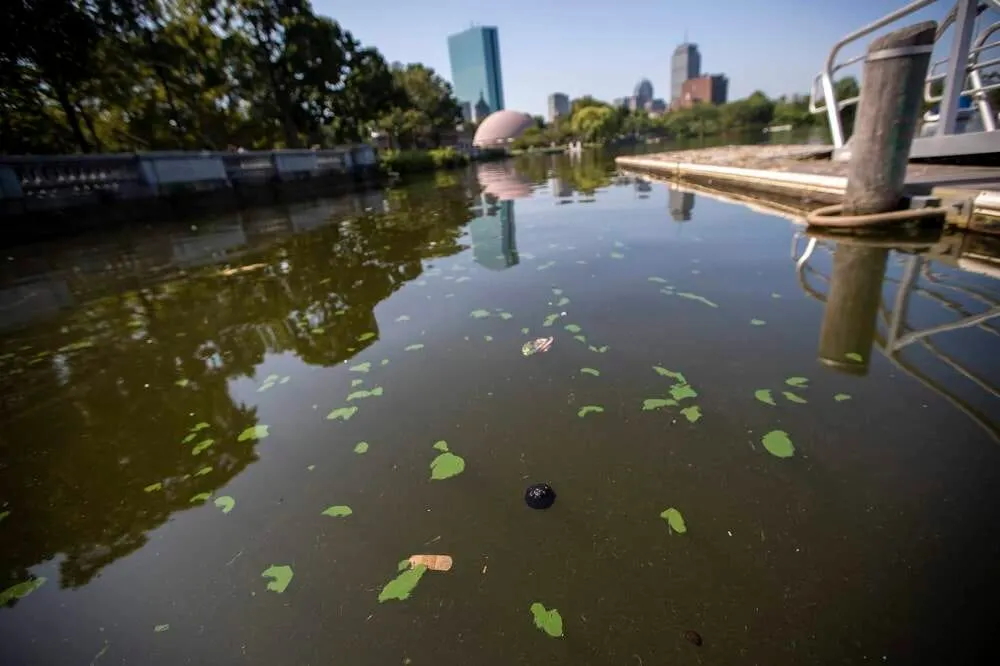 Las floraciones de algas verdes salpican la superficie del Charles River junto con varios artículos de basura de la escorrent