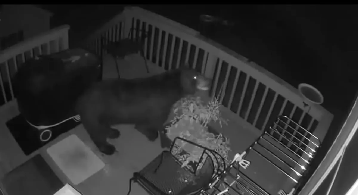 Video: un oso curiosea la terraza de una casa en Tyngsborough 