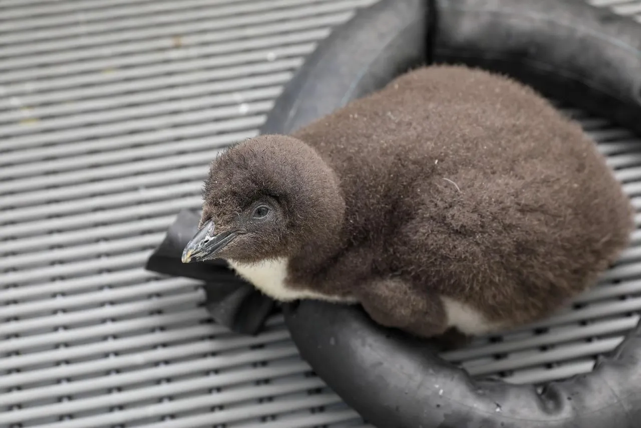 Una cría de pingüino avanza con éxito en el New England Aquarium