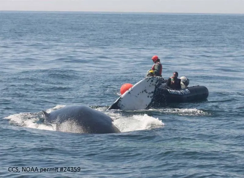 Una ballena jorobada y su cría fueron rescatadas en Cape Ann