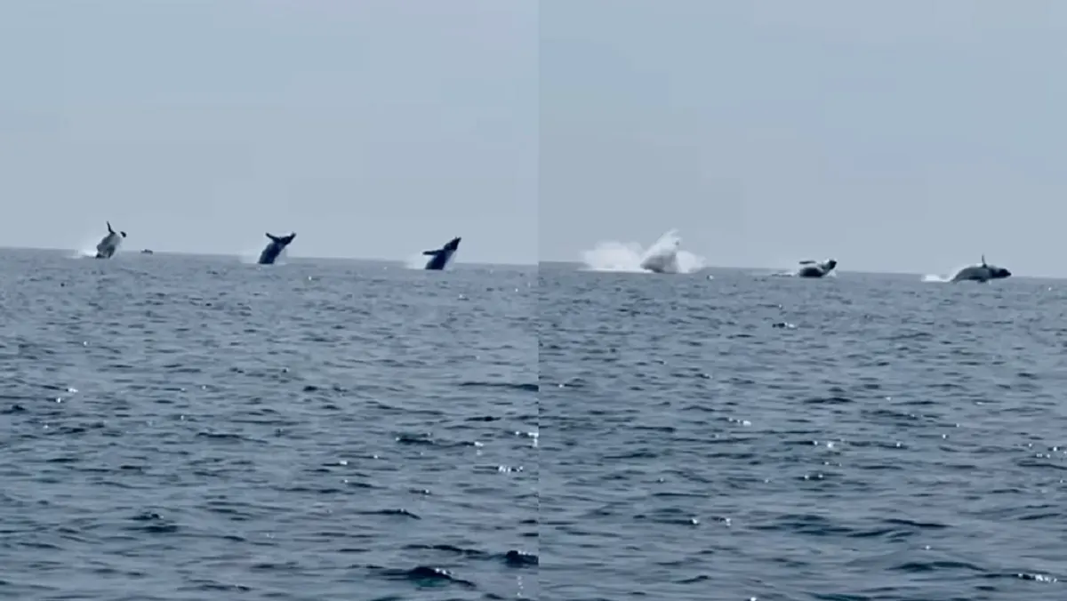 Un hombre captó el momento en el que los cetáceos jorobados hicieron la maniobra. Foto: Captura de video.