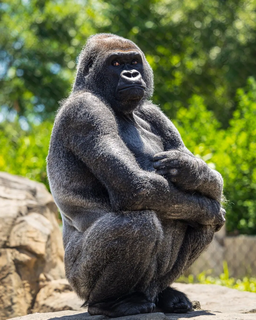 Little Joe, gorila del Franklin Park Zoo. Foto: Cuenta de Facebook del Franklin Park Zoo.