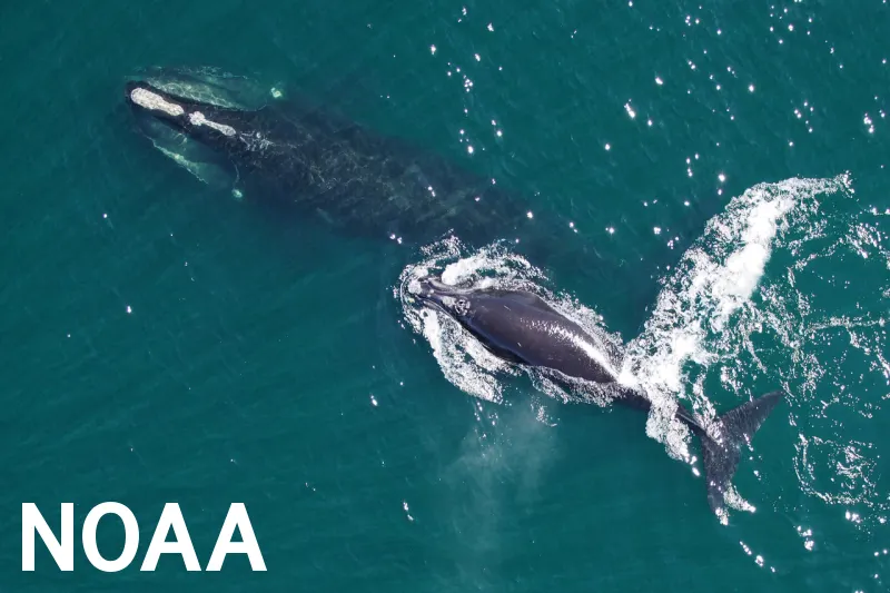 Un presupuesto $82 millones es destinado para las ballenas francas del Atlántico Norte en peligro de extinción