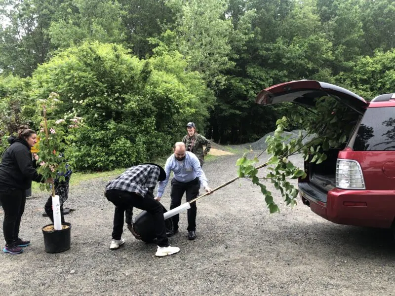 Sorteo gratis de árboles en Mattapan