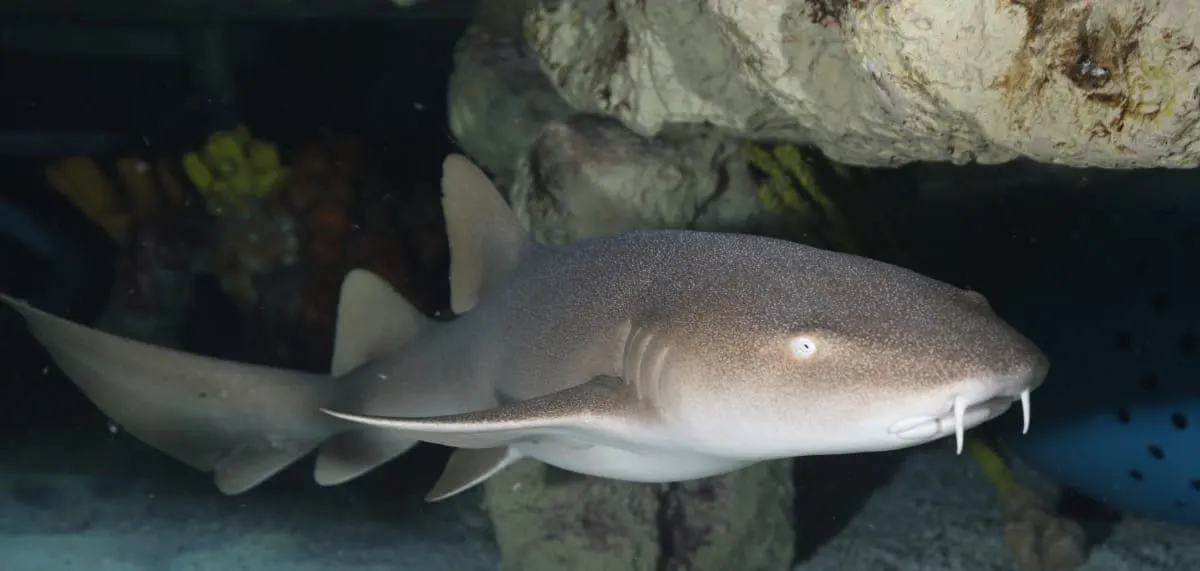 Un nuevo tiburón nodriza se une al New England Aquarium