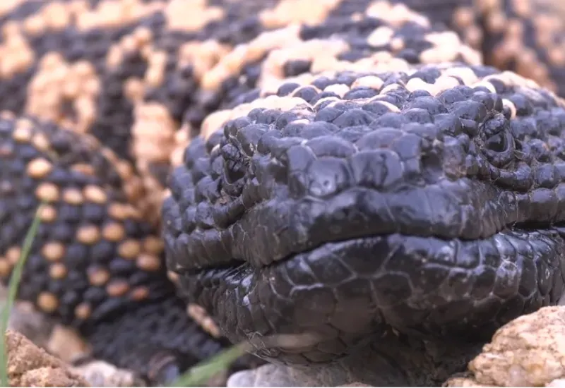 Hombre fallece en Colorado tras ser mordido por su mascota Monstruo de Gila