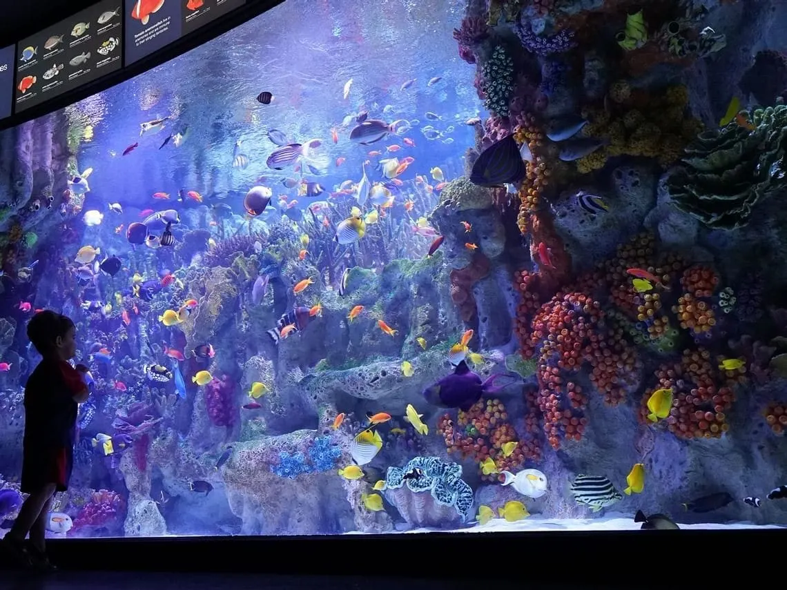 Iniciativa «Card to Culture» brinda mayor acceso a experiencias culturales en Massachusetts