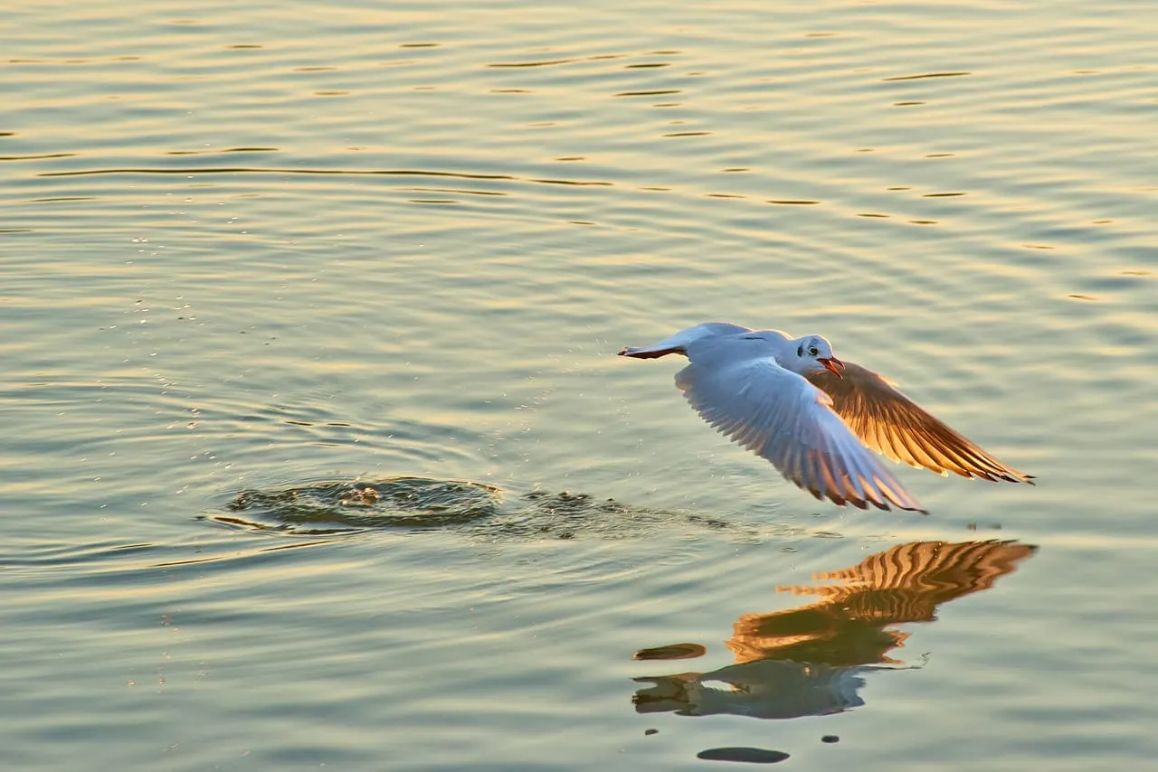 Comunidades de Buzzards Bay se benefician de subvenciones para el medio ambiente