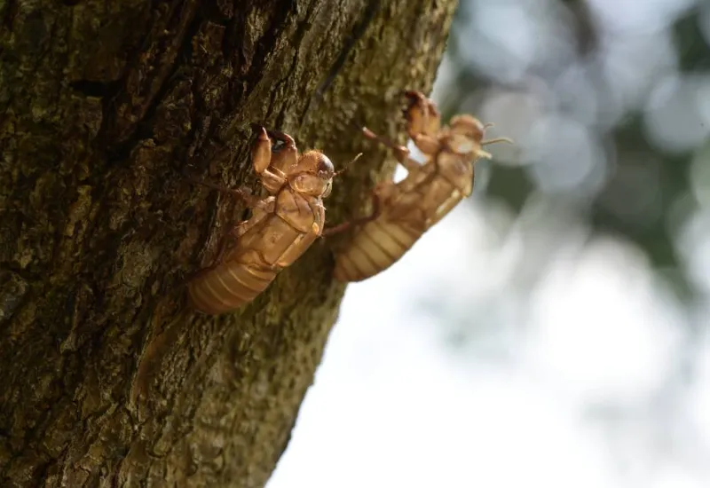 Cigarras podrían llegar a EE.UU en mayo en grandes masas