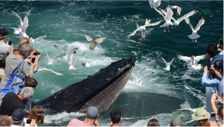 Comienza la temporada de avistamiento de ballenas en el New England Aquarium