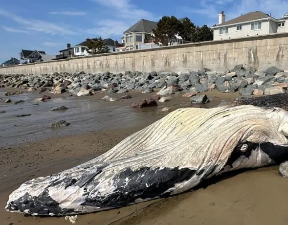 Restos de una ballena jorobada llegan a la costa de Swampscott