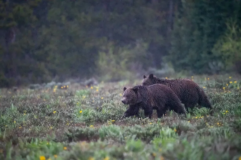 Visitante de MA sobrevive al ataque de un oso pardo en el Grand Teton National Park
