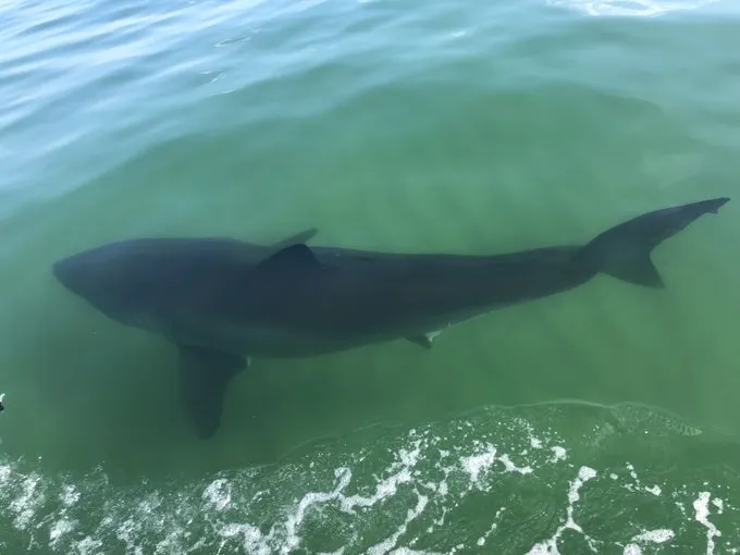 Confirman el primer avistamiento de la temporada de un gran tiburón blanco frente a Cape Cod