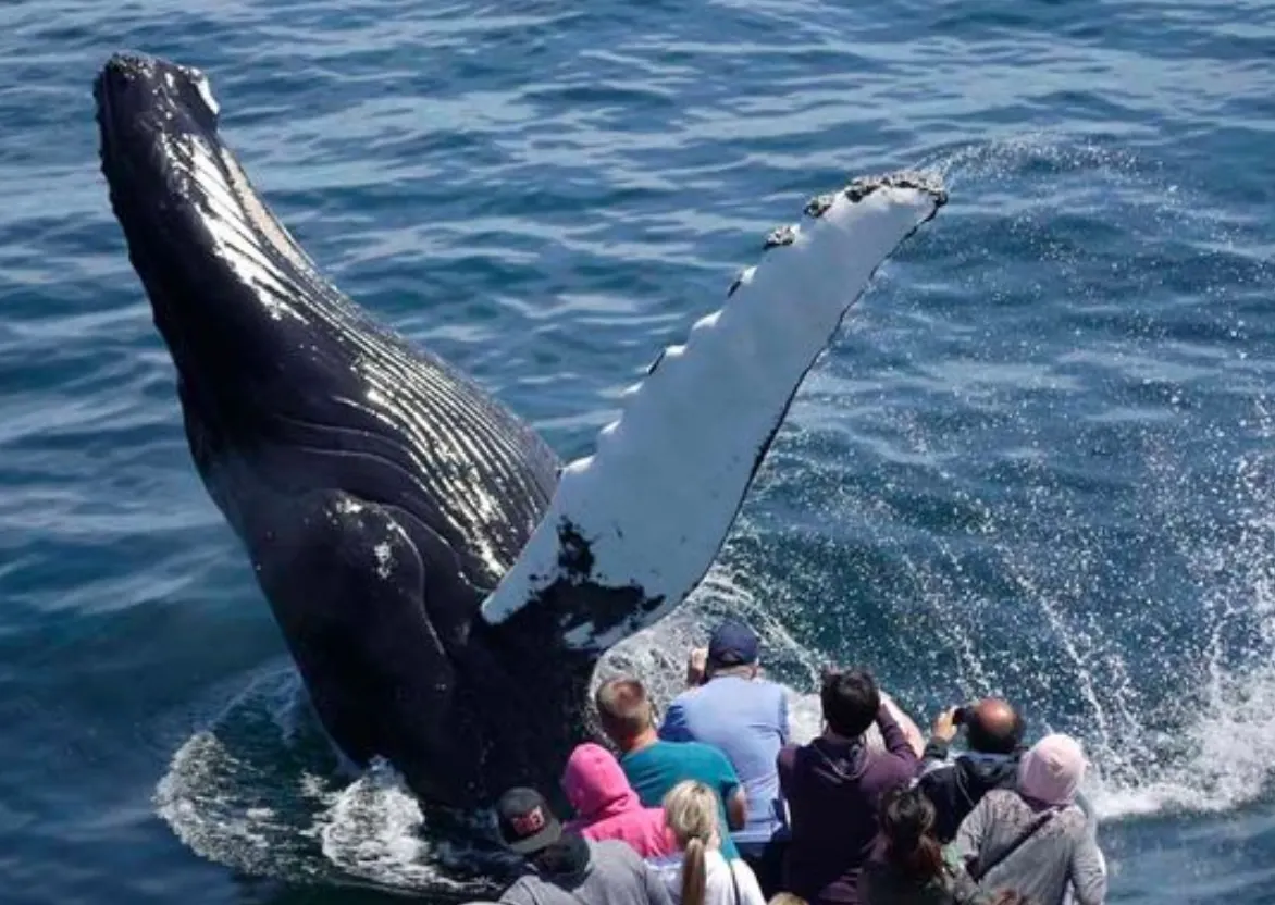 Cinco datos sobre la ballenas en Nueva Inglaterra